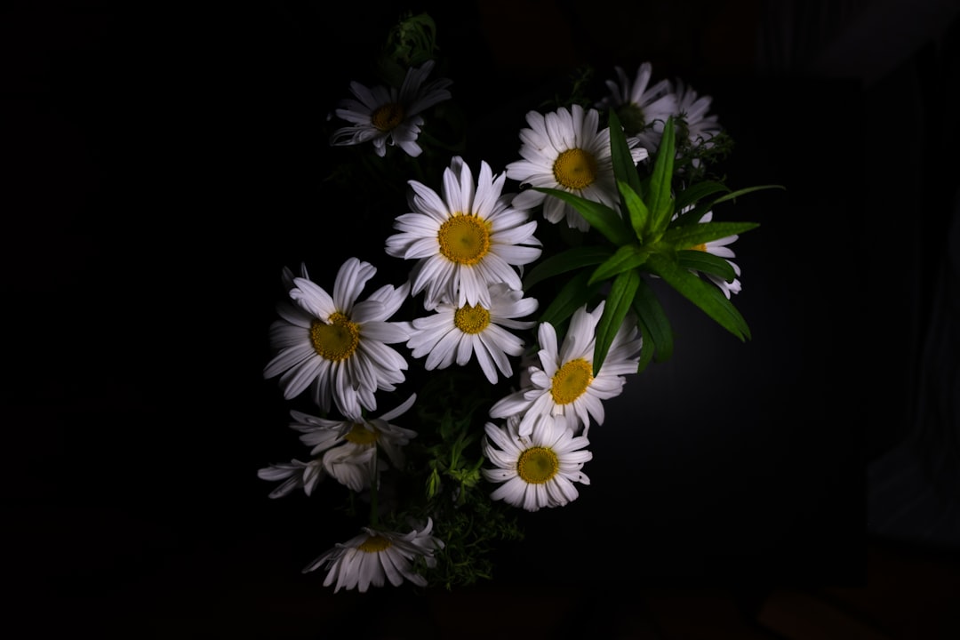 Chamomile