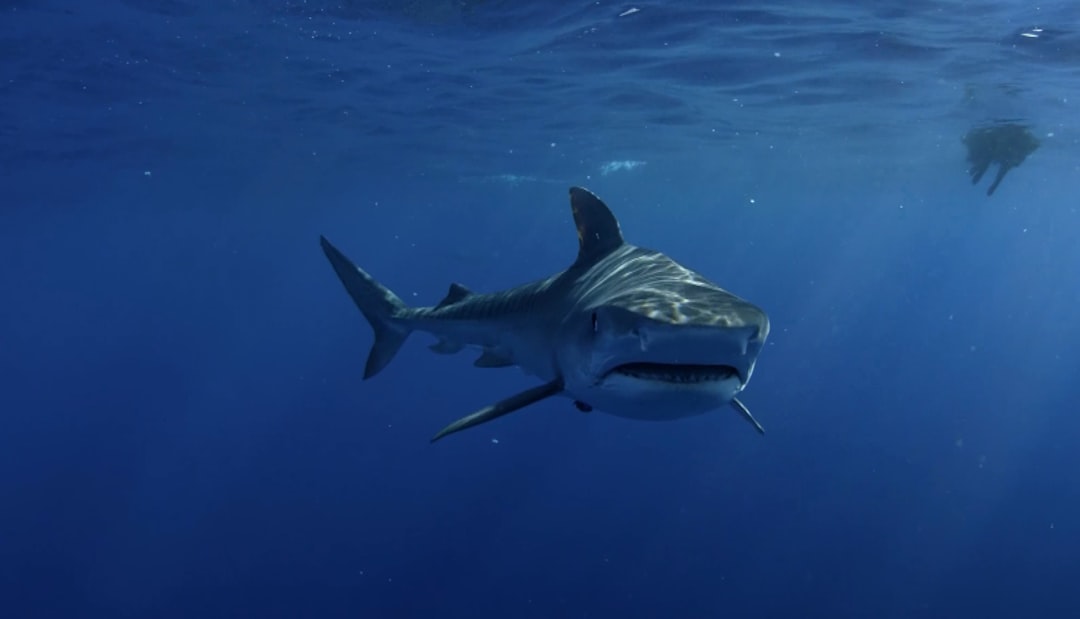 Shark