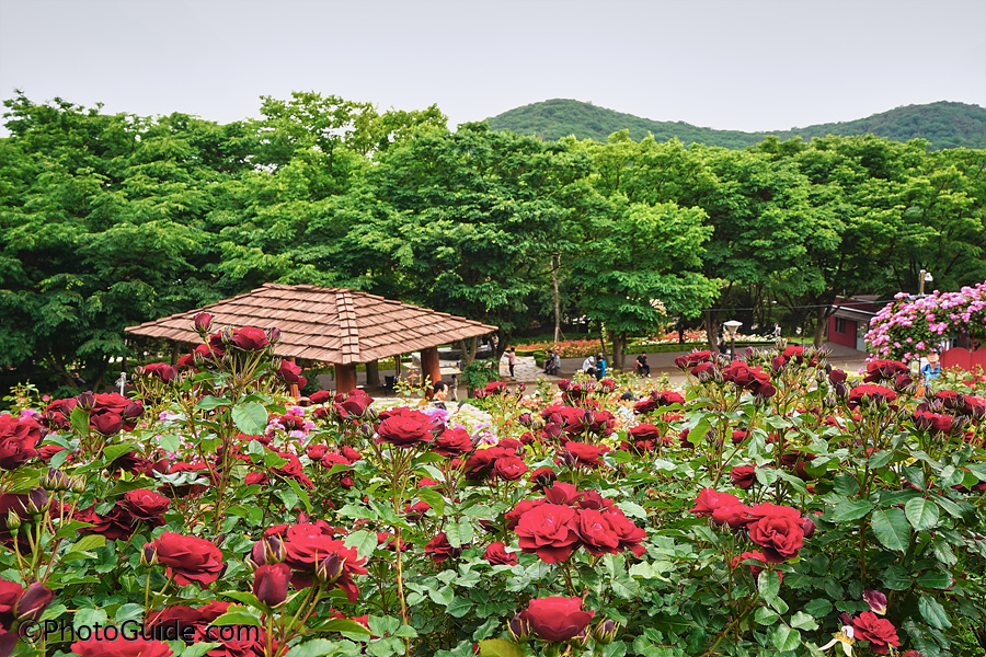 계양산장미원