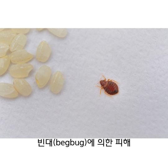  빈대(bedbug) 최근 유행하는 해충! 어떤 영향을 주는지?