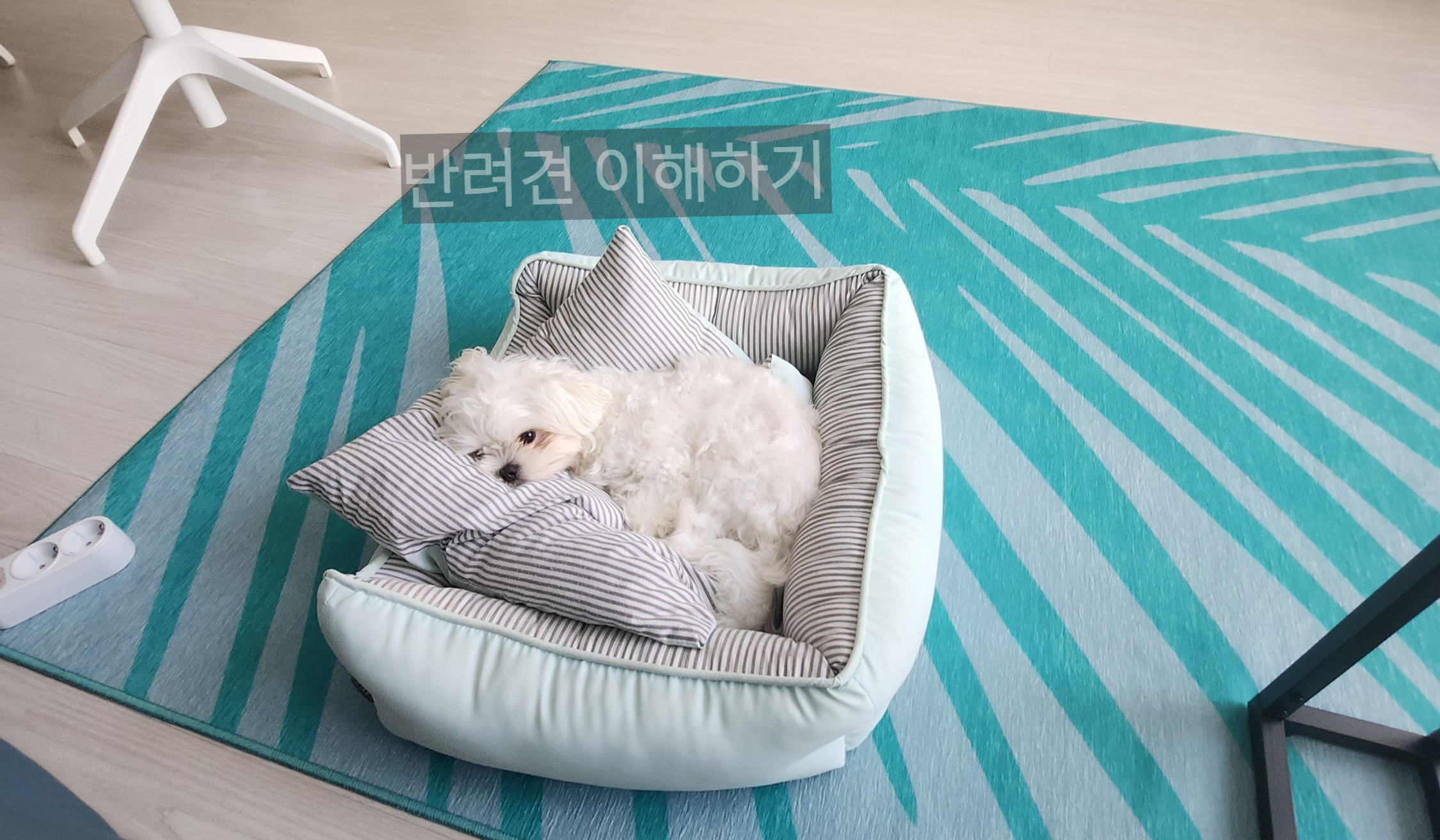  반려견 이해하기