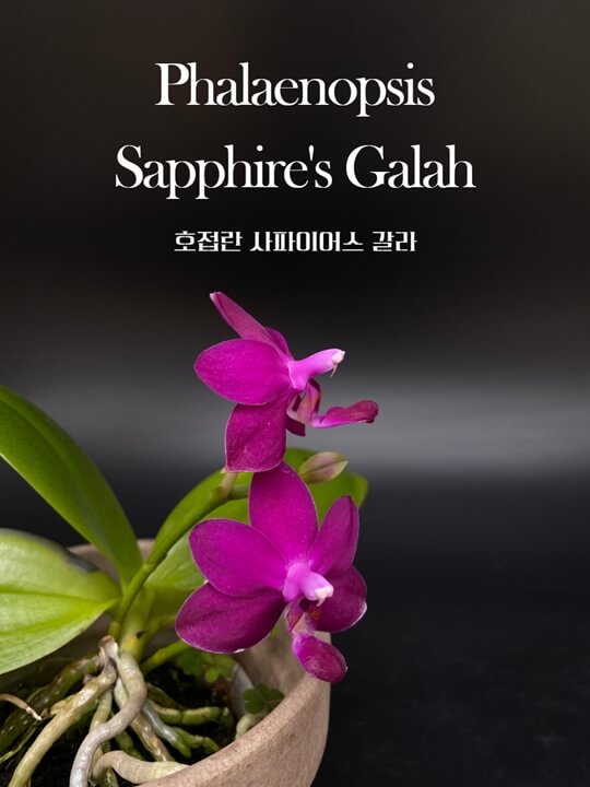 Phalaenopsis Sapphire&#39;s Galah 썸네일