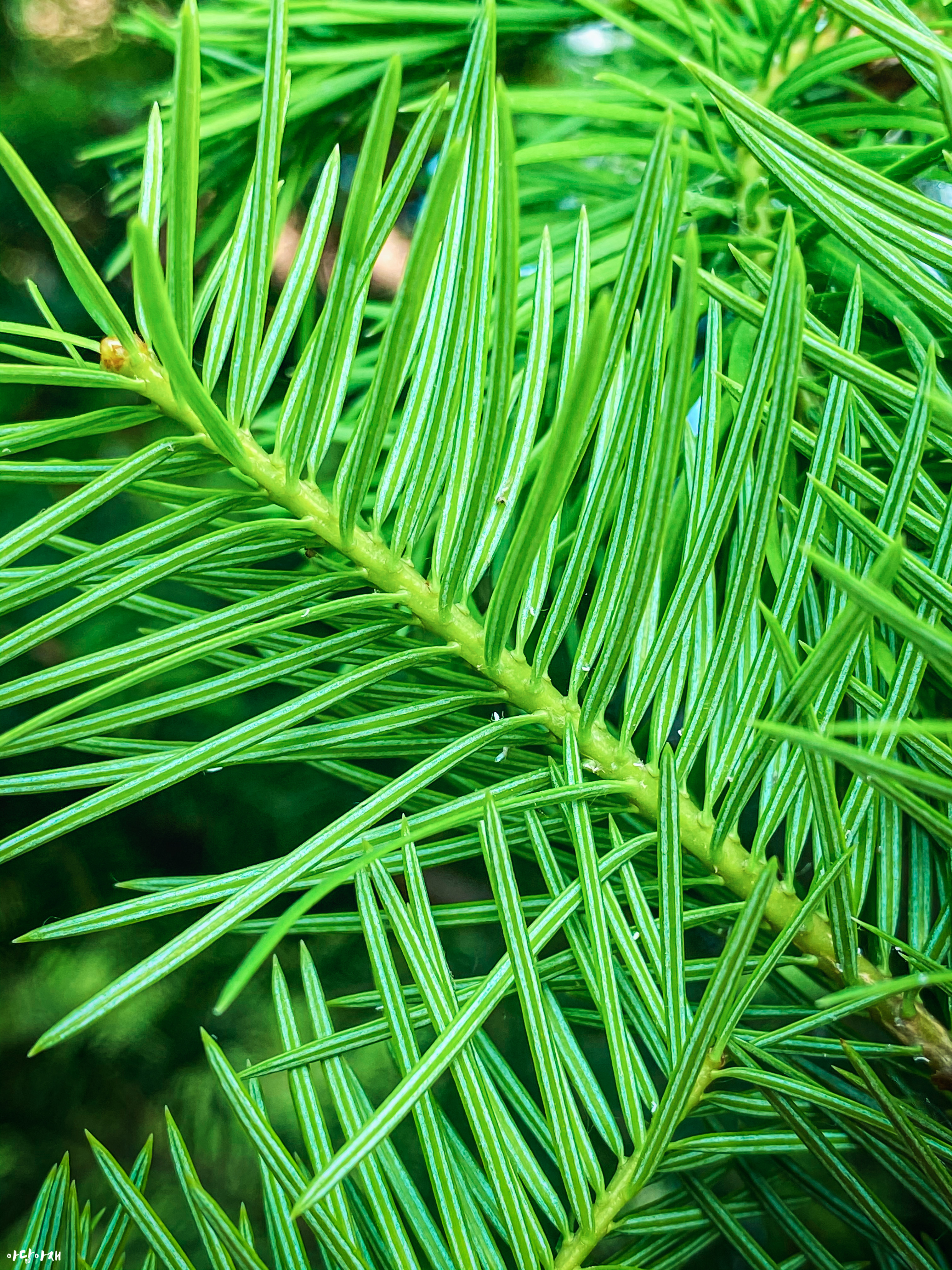 전나무 / Abies holophylla