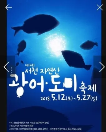 서천 광어 도미 축제에서 제철 맛 체험 완벽 여행 가이드_9
