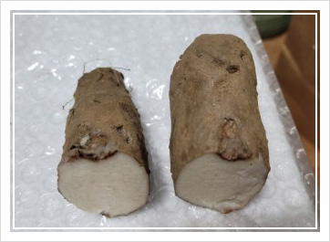 마즙 효능 부작용, 소화 잘되는 음식 5