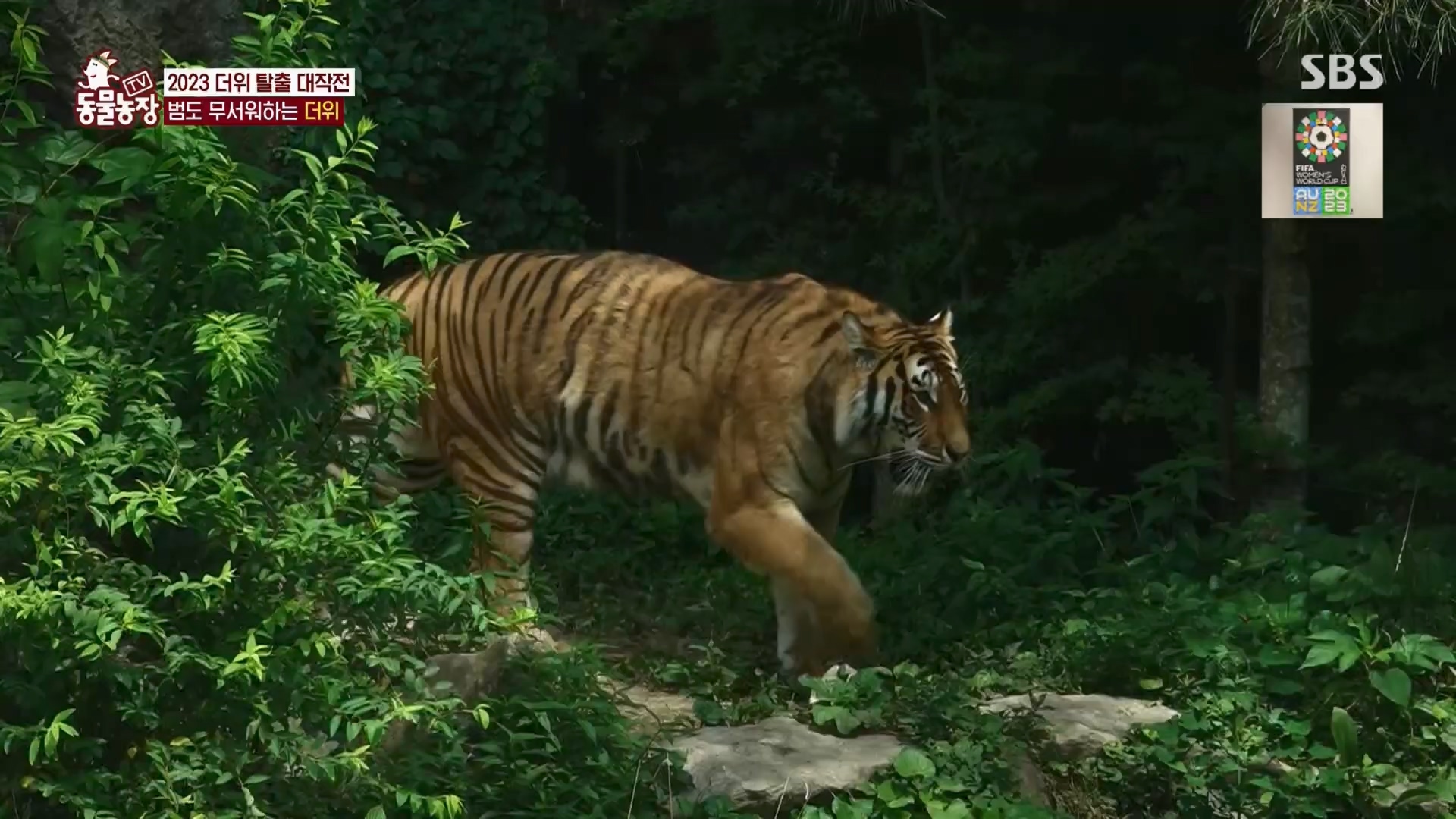 TV 동물농장.E1130.230723p.H264-F1RST.mp4_20230723_171206.395.jpg
