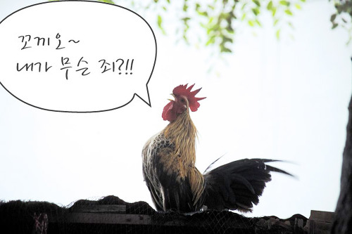  닭우는 소리 1 (펌)