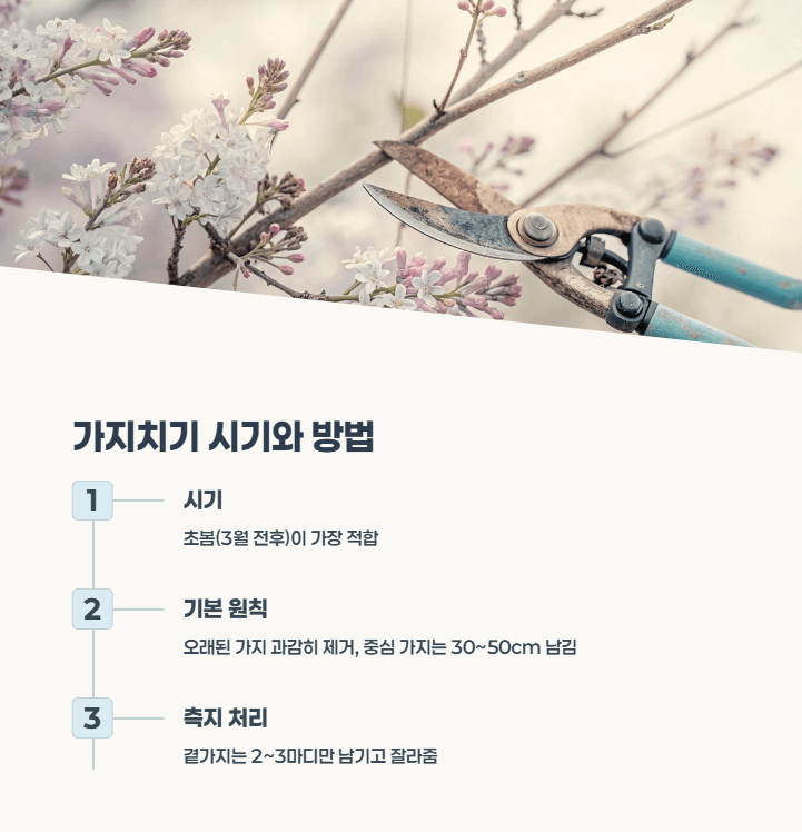 붓들레아