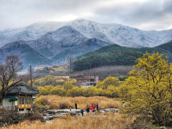 구례산수유