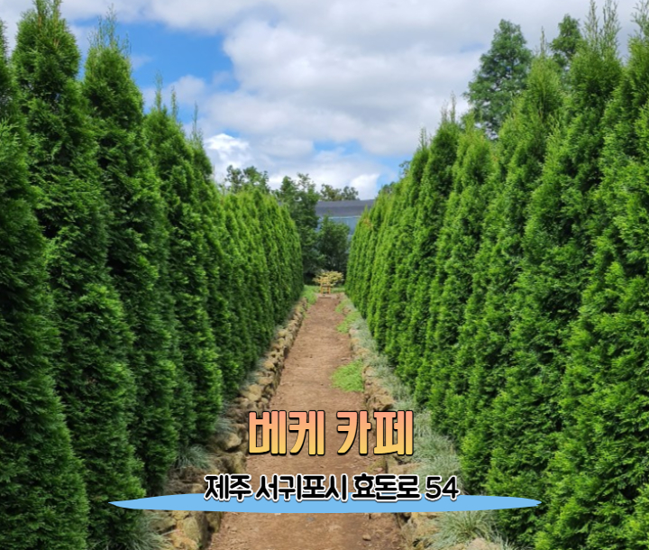  제주 인생샷 카페 원한다면 무조건 여기!