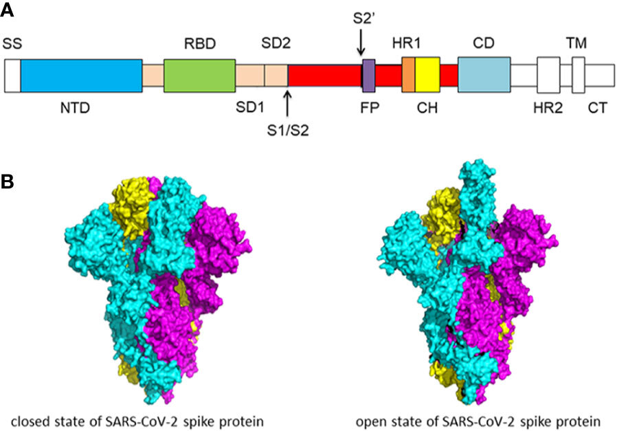 SARS-CoV-2 스파이크단백질