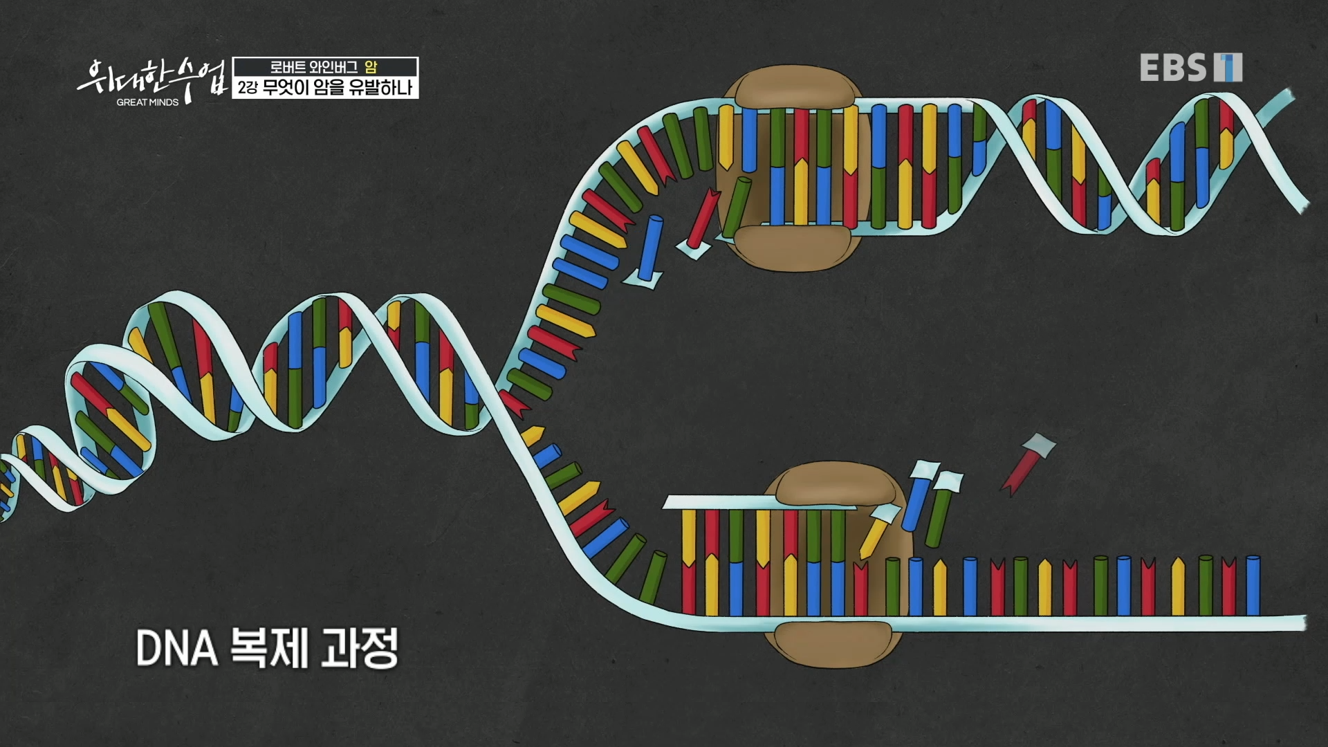 DNA 복제 과정