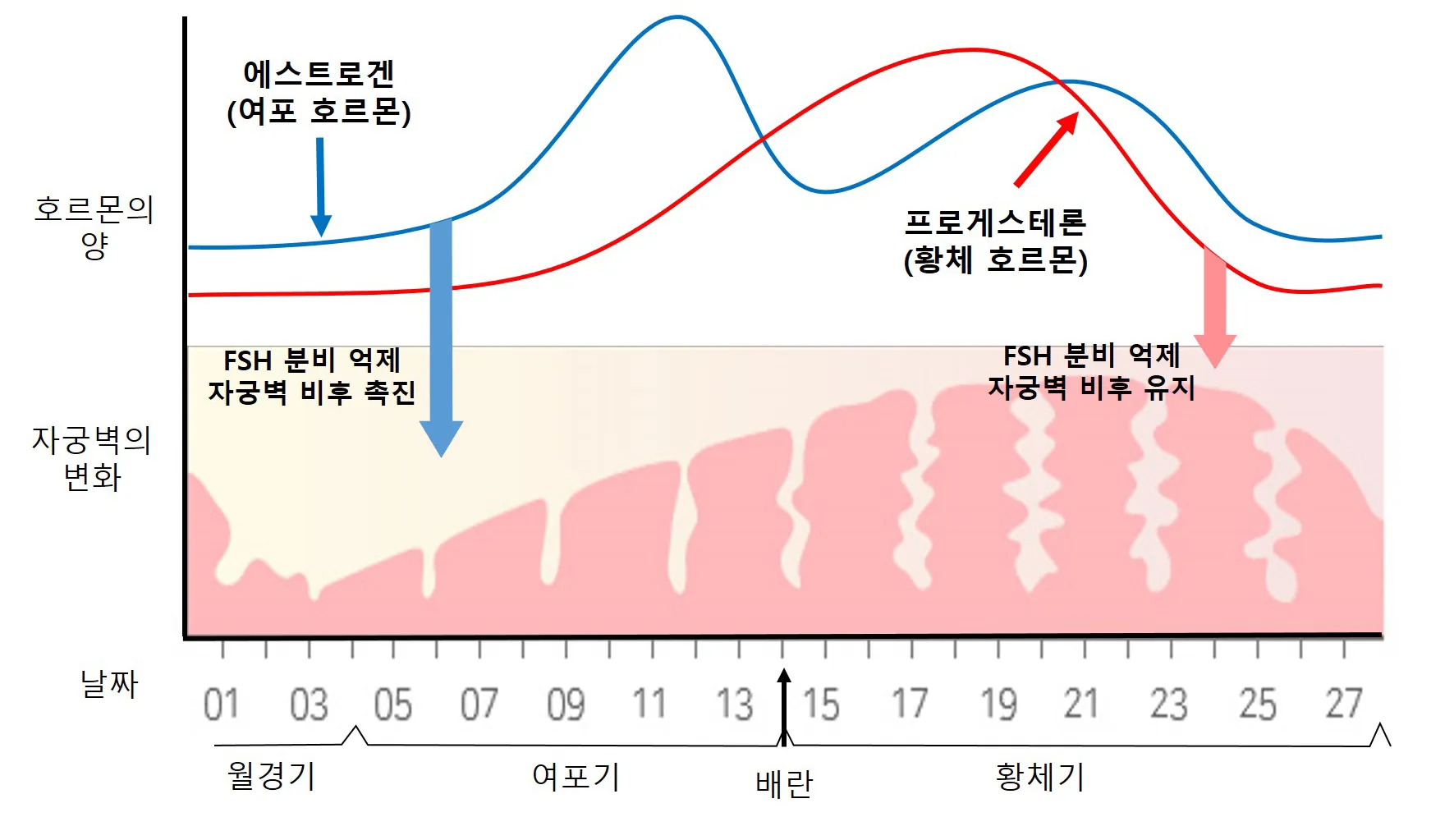 생리전 생리후 임신가능성 배란일 확인_5
