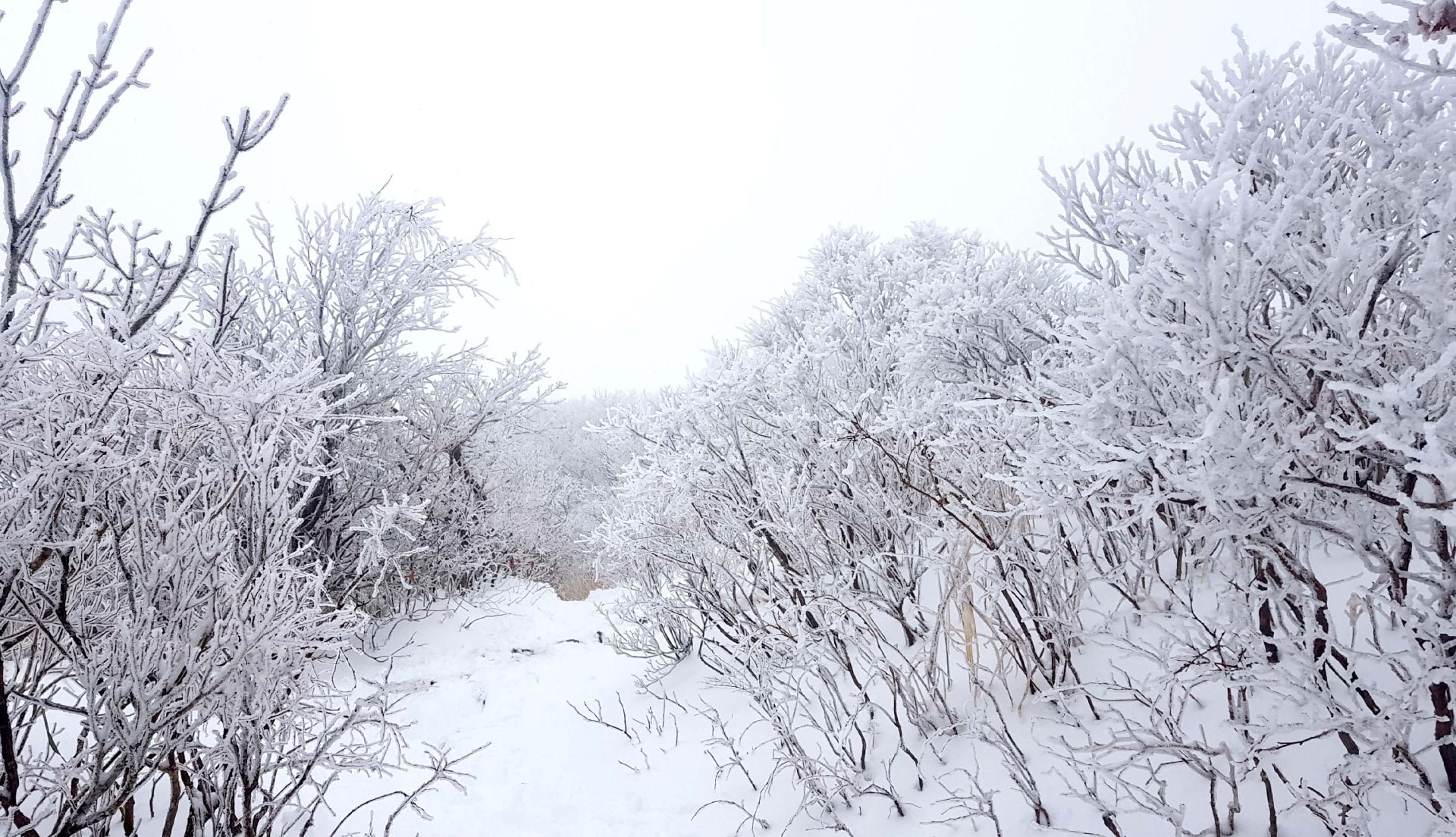 울산 가지산 설경