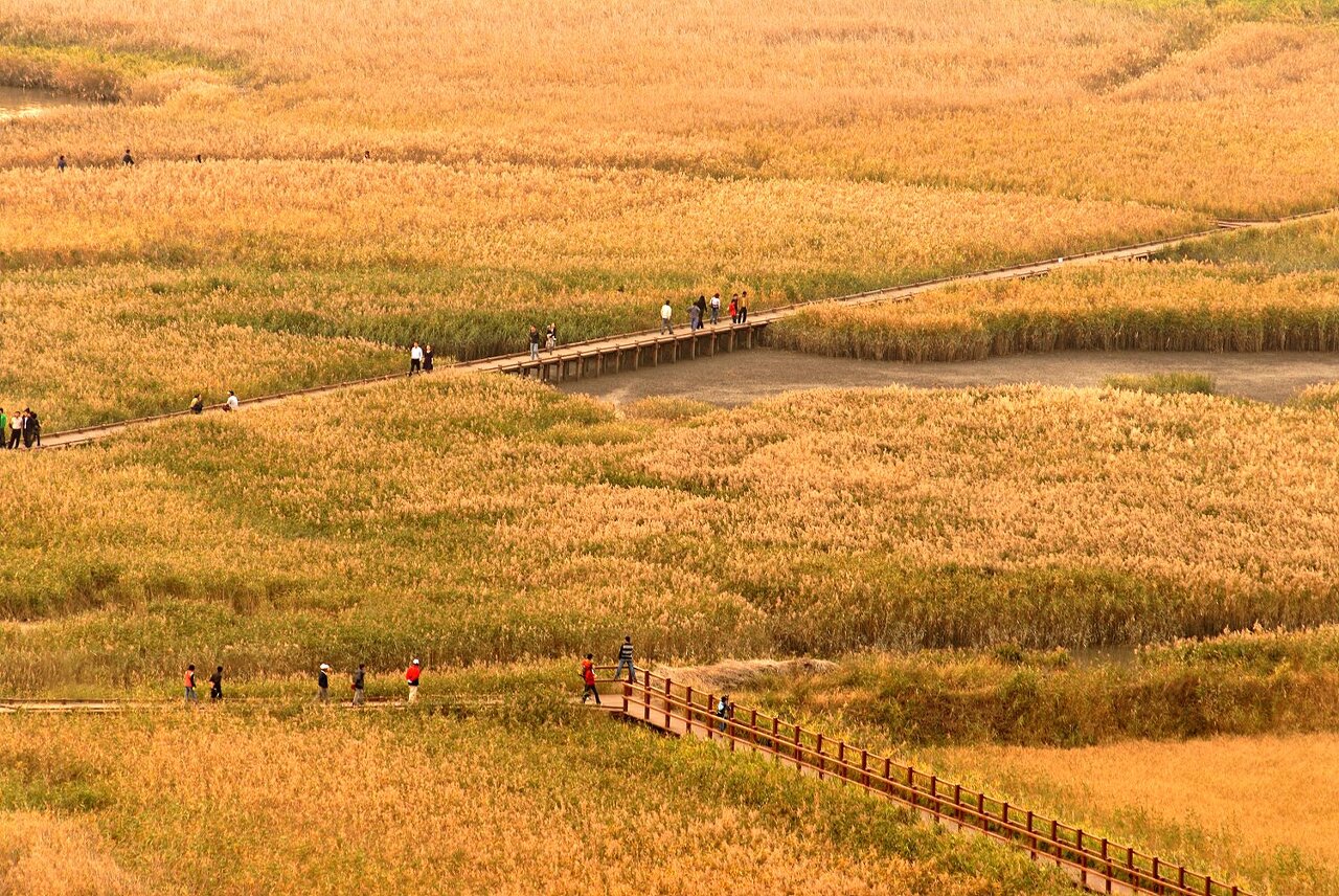 전라남도 순천 순천만습지 갈대밭1