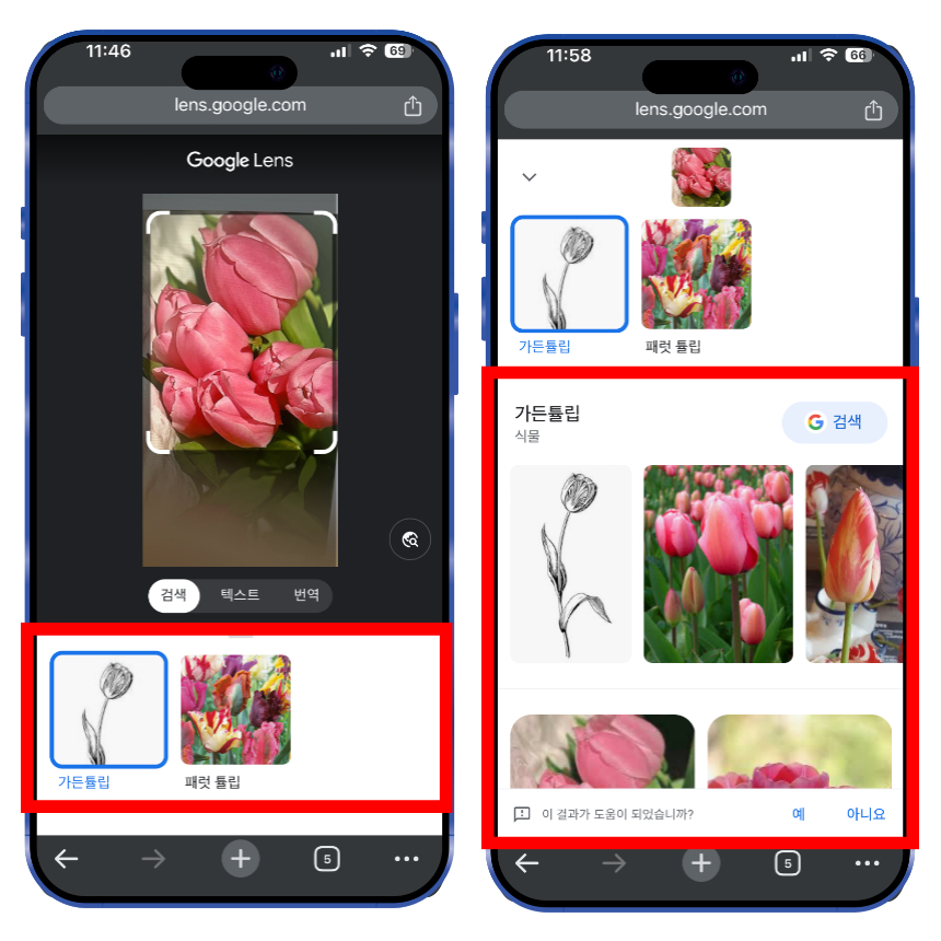 사진을 찍은 뒤에는 자동으로 검색 연동되며 검색 결과를 통해서 해당 꽃 이름이 무엇인지 확인이 가능합니다. 아래로 스크롤을 내려보면 해당 꽃과 같은 종류의 다양한 사진들을 확인할 수 있습니다.