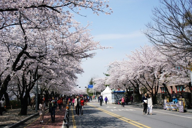 2025 벚꽃 개화시기 만개시기 축제 명소 꽃말_2