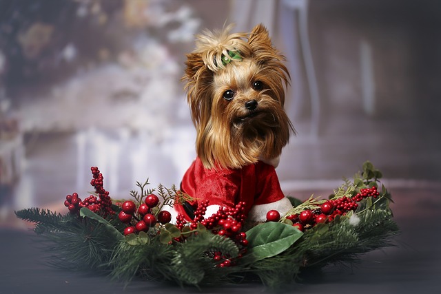 크리스마스 거실 인테리어 소품 - 테이블 위 리스장식 가운데 요쿠셔테리어 강아지가 앉아있다.