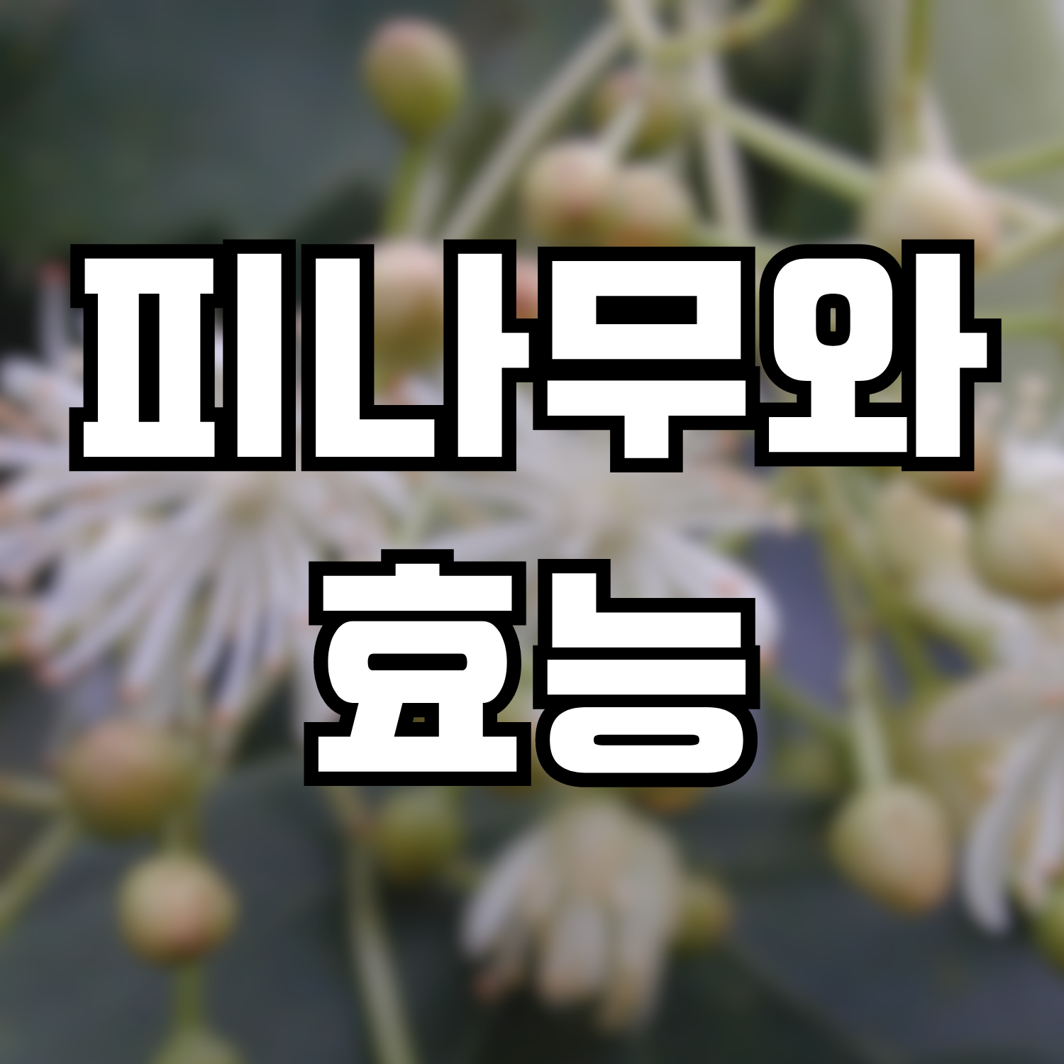  피나무, 피나무의 효능