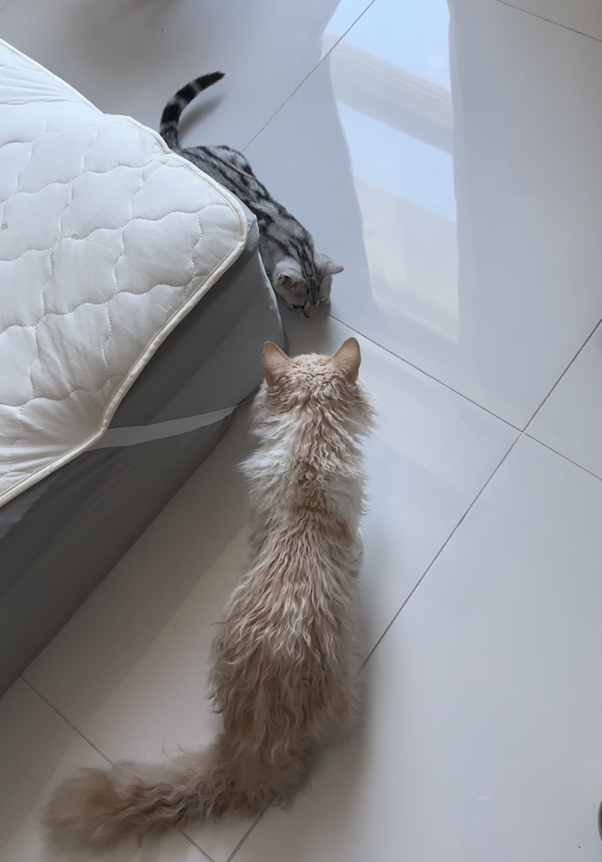 고양이 합사 시도