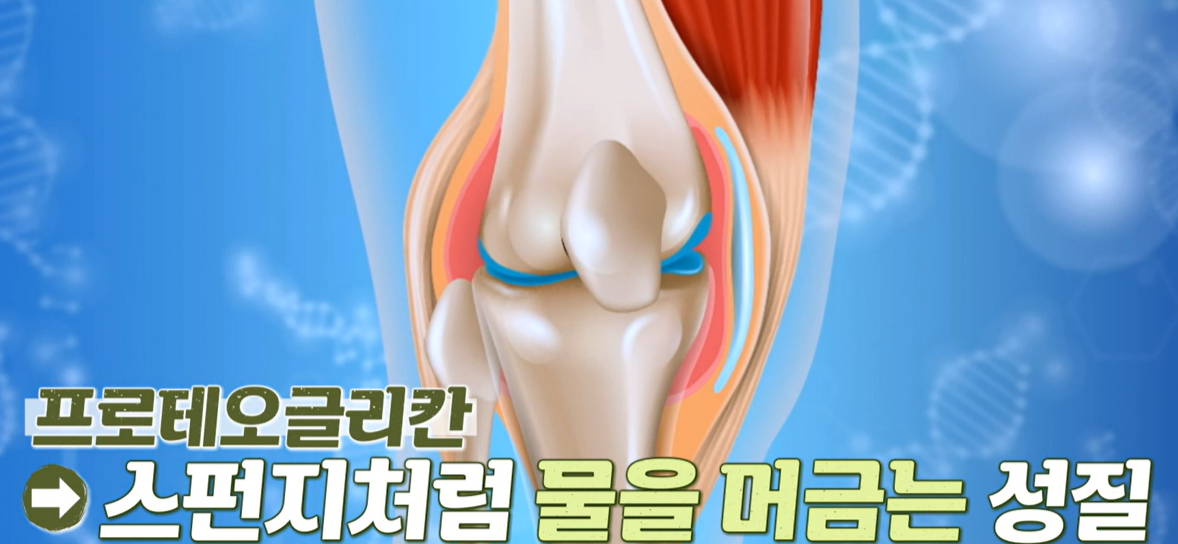 프로테오글리칸 효능