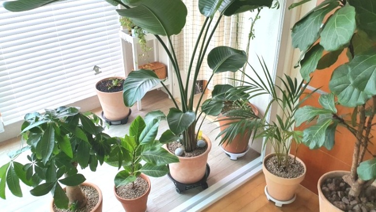 식물 인테리어로 뱅갈고무 나무 키우기 집에서 키우는 거실 반려 2