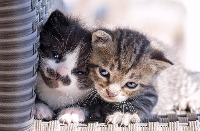 흰색과 검은색&#44; 갈색의 얼룩덜룩한 털을 가진 두마리 아기 고양이들이 나란히 엎드려 있는 모습