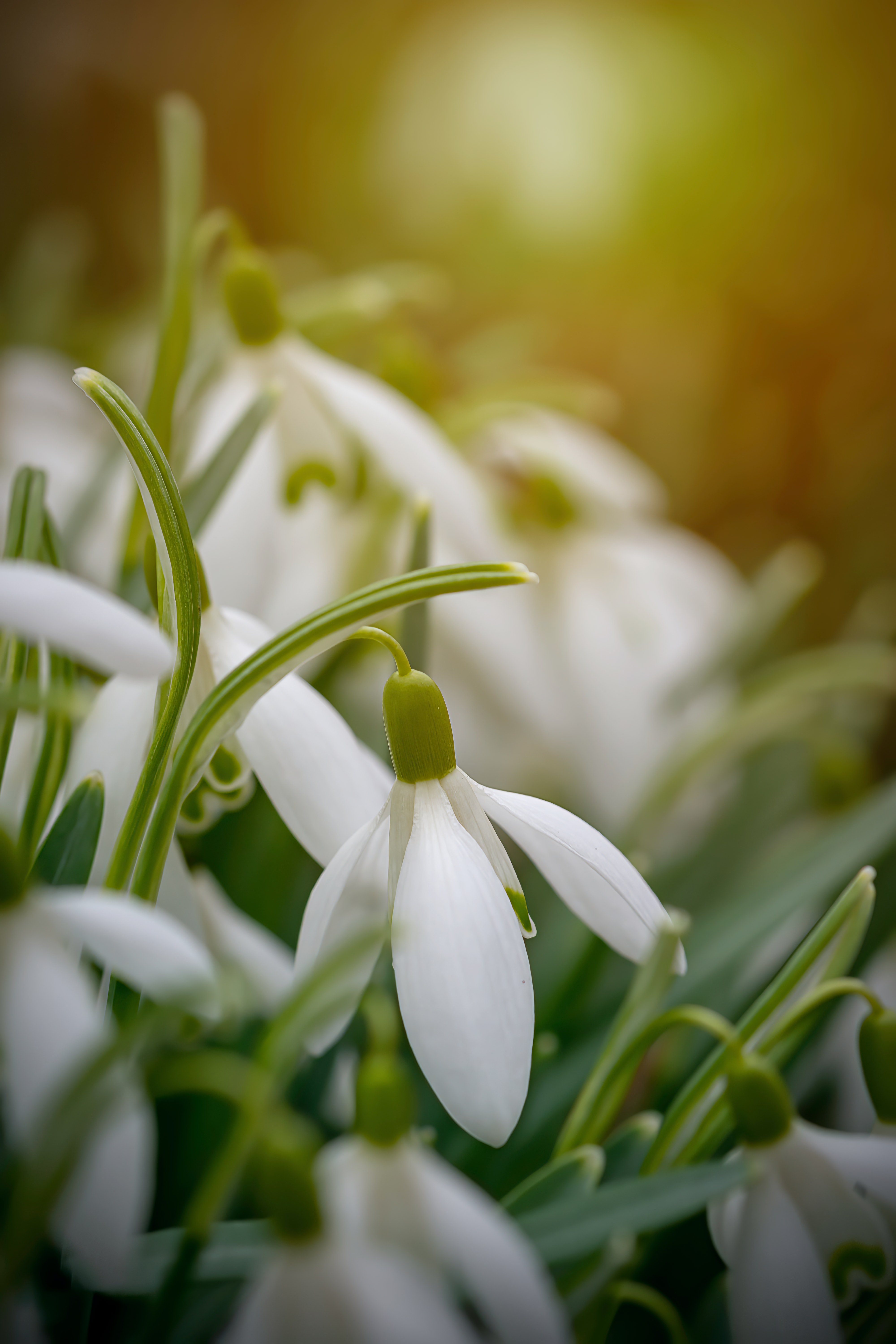  탄생화 꽃말 1월 1일 스노우드롭 Snowdrop 희망