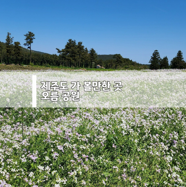 제주도 오름 공원, 갯무꽃과 유채꽃이 어우러진 힐링 명소