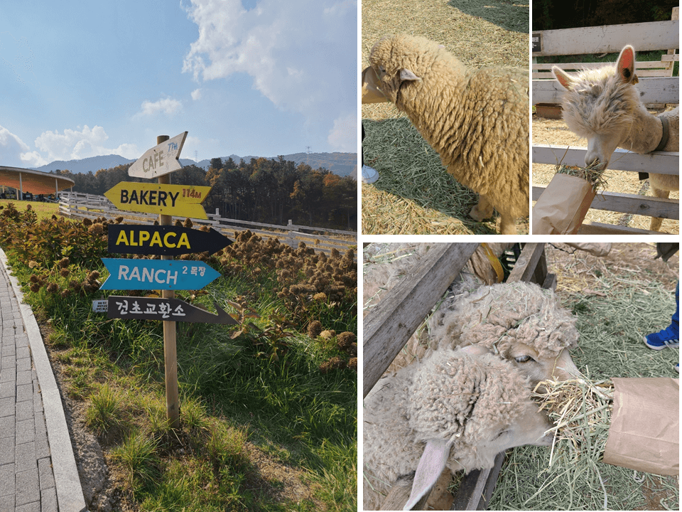 가평 양떼 목장 표지판&#44; 먹이 체험으로 건초를 먹고 있는 양과 알파카 이미지