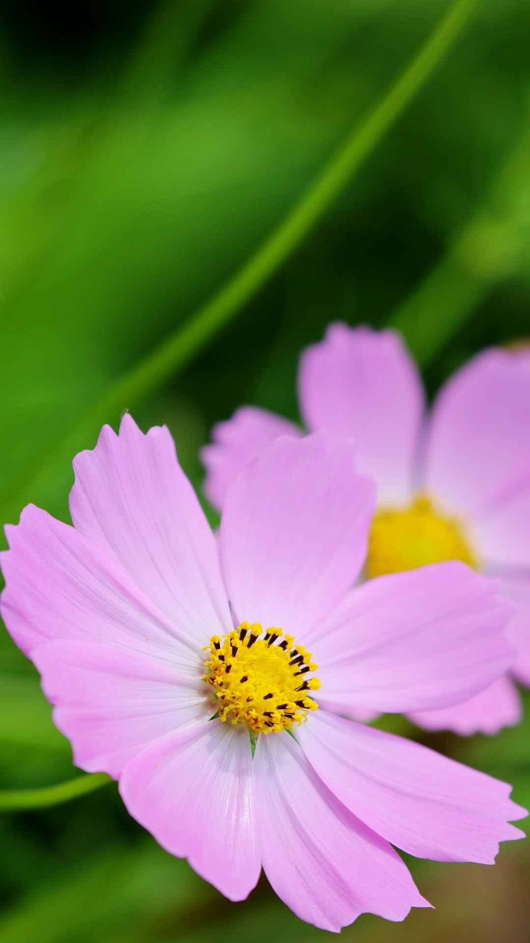 Cosmos Flower iPhone Wallpaper