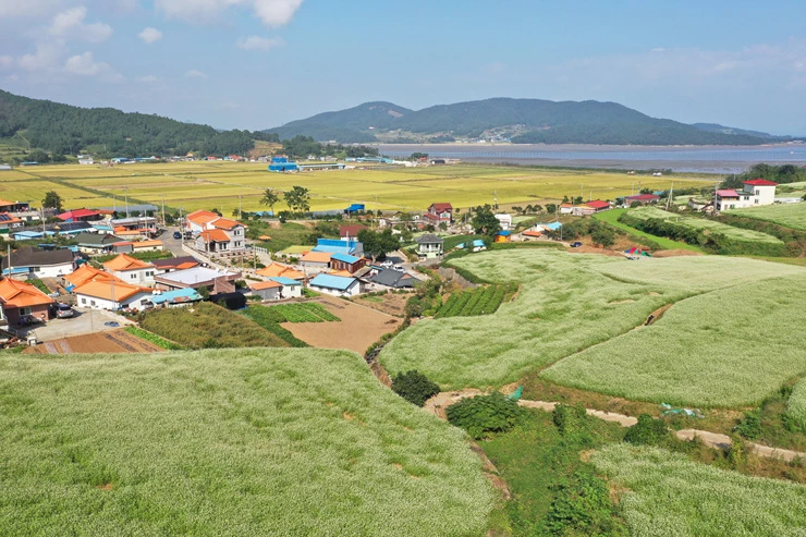 선학동 마을 메밀꽃