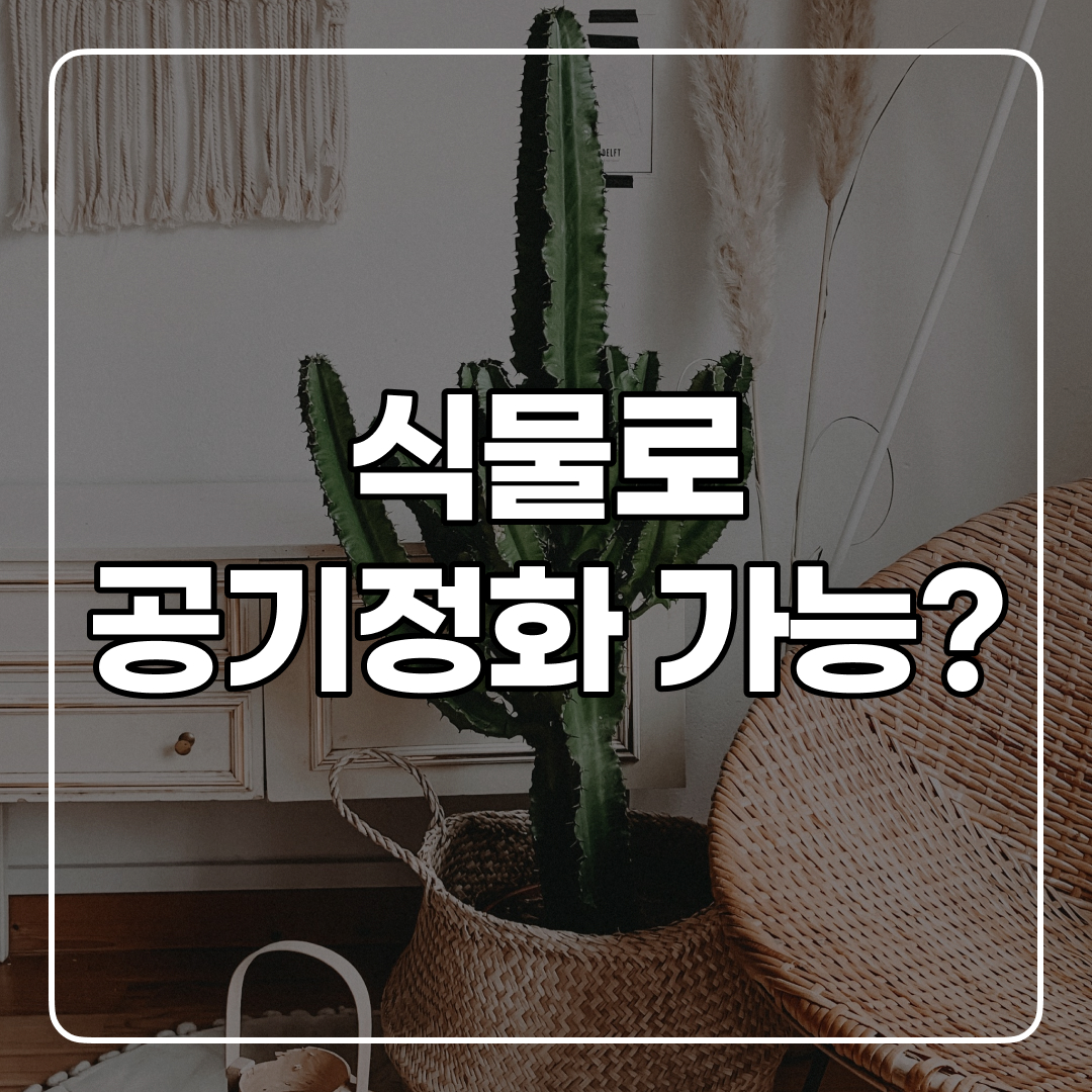 식물 공기 정화 효과 : 진짜 효과적일까? - 푸박