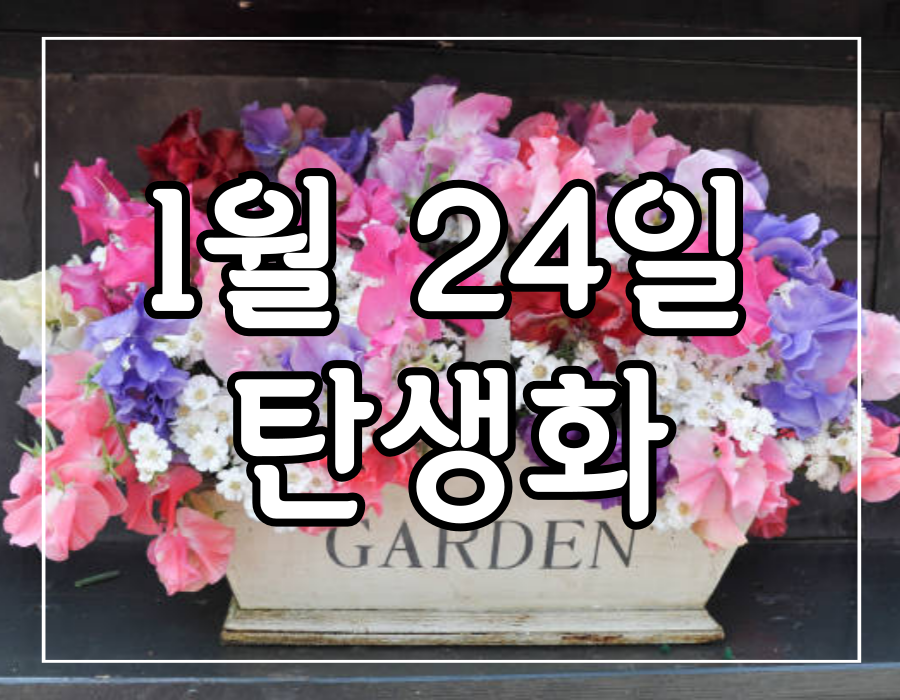 이 이미지는 1월 24일 탄생화에 관한 포스팅의 대표 이미지입니다.