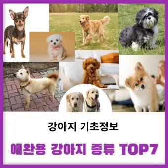 강아지 종류별 사진과 이름 작은 강아지 애완견 종류_4