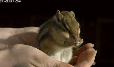 세수하는 다람쥐.gif