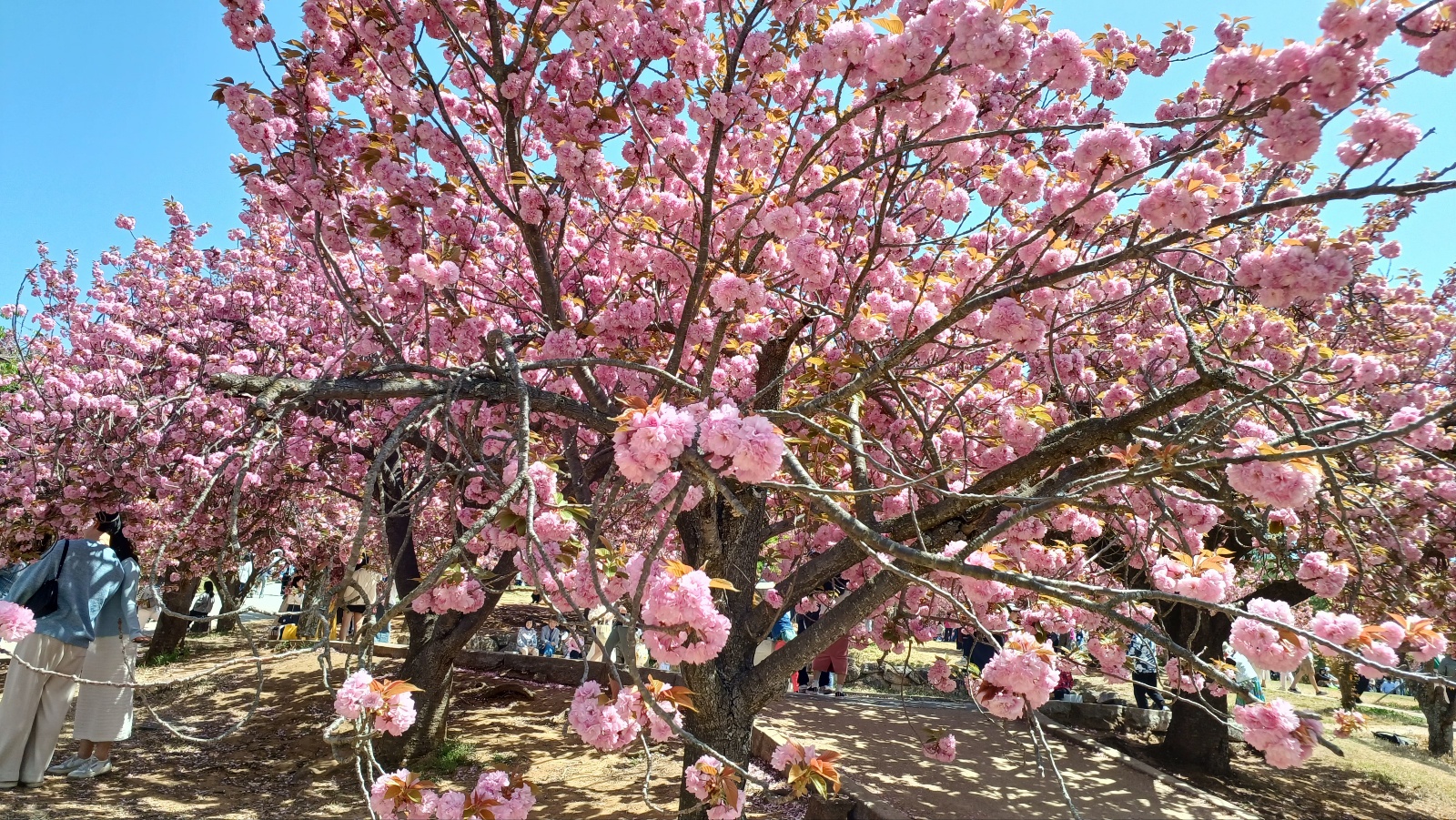 경주 불굴사 겹벚꽃33