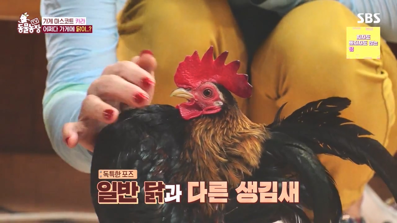 TV 동물농장.E1141.231016p-NEXT.mp4_20231015_172933.363.jpg