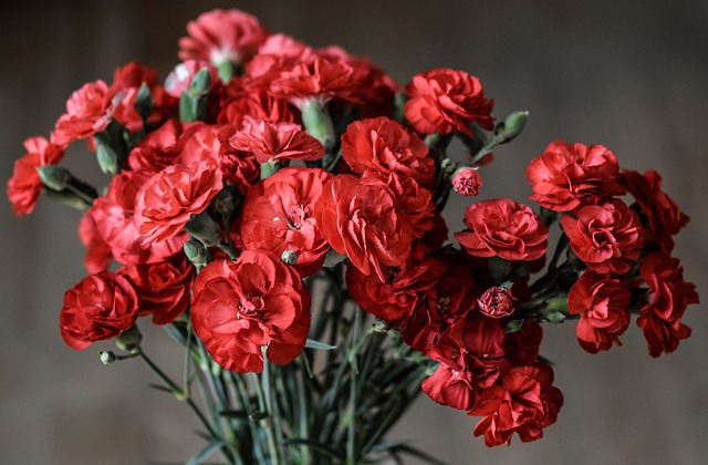 carnations&#44; red carnation