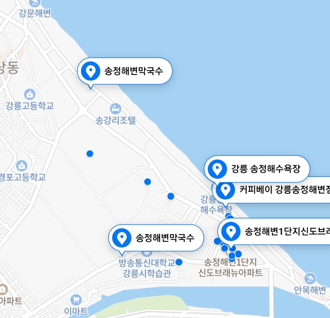  여름휴가지 추천, 강릉 송정해변 솔숲 산책, 강아지 동반 여행지로 최적