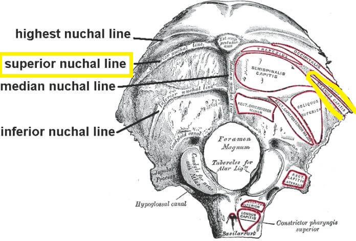 후두골의 아래면에서 보는 그림으로 뼈에 나와있은 상항선을 보여주기 위한 그림