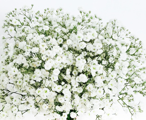 안개꽃 (Baby&#39;s Breath)
순결&#44; 희망&#44; 순애