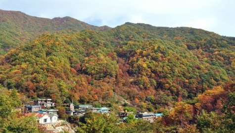 [6시 내고향] 전남 구례 사성암&amp;#44; 현천마을&amp;#44; 산수유 시목지&amp;#44; 과학원&amp;#44; 대나무숲길&amp;#44; 전통식품 정보