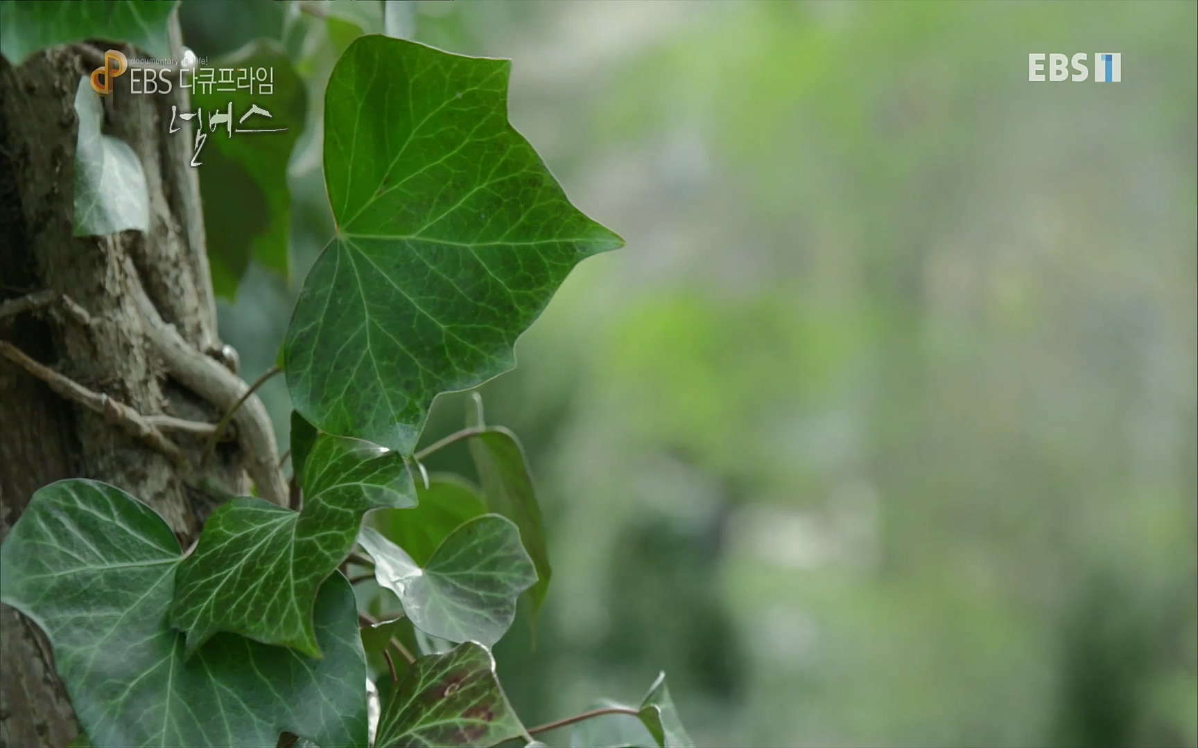 EBS 다큐프라임 - TV - 교육의 중심 EBS넘버스 - 2부 천국의 사다리, ∞.mp4_20220723_150844.463.jpg