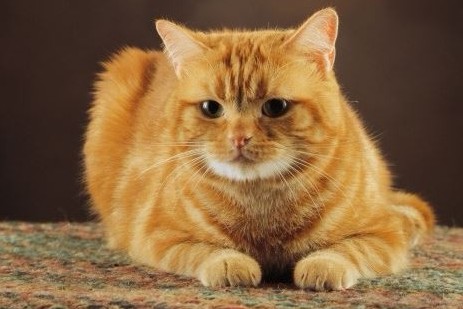 고양이 종류별 특징&#44; 장점&#44; 단점