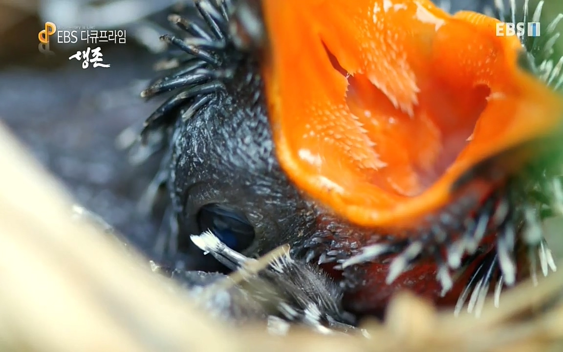 생존 3부_ EBS 다큐프라임_ 220629.avi_20220701_204820.371.jpg