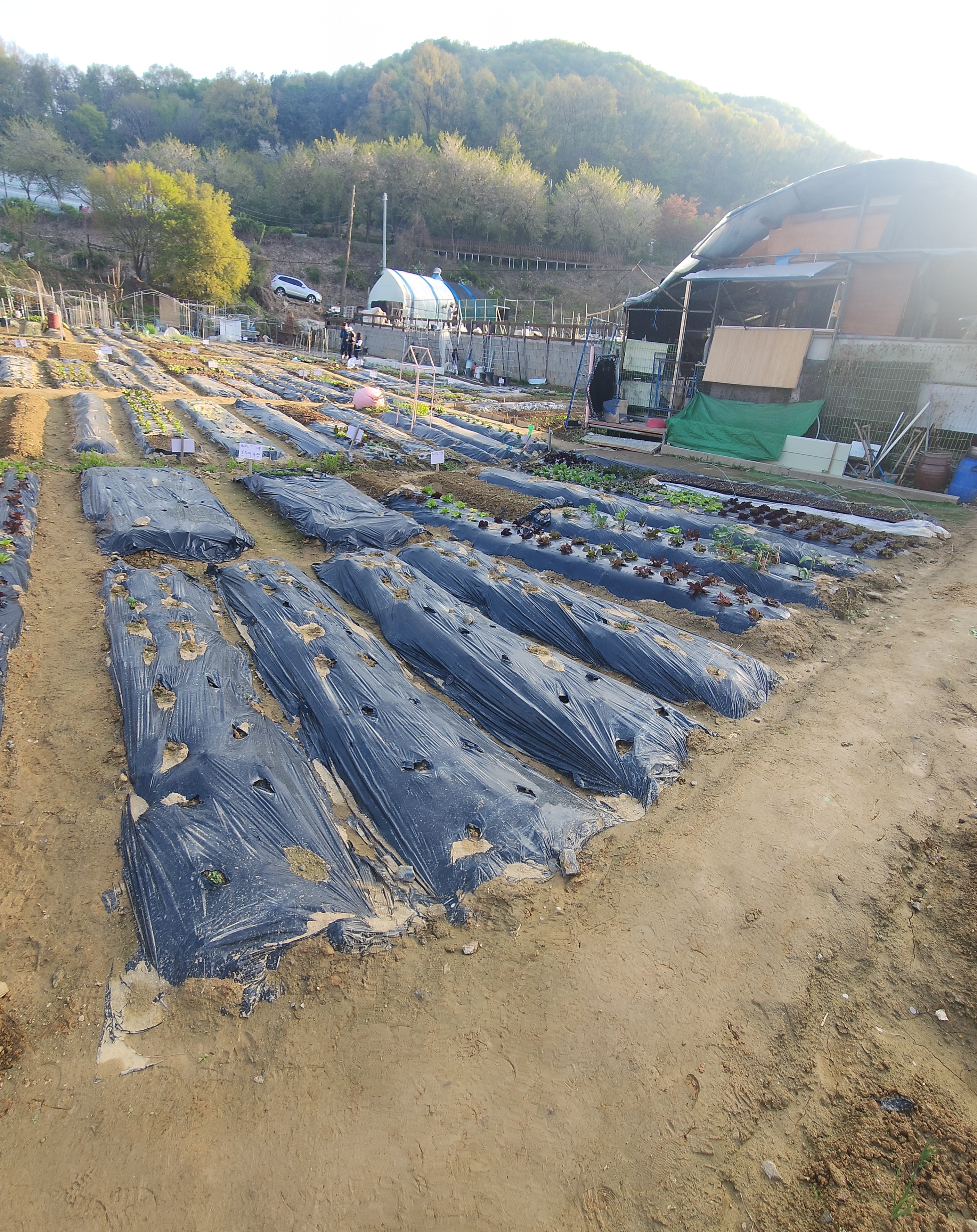 감자심기 1개월 경과 텃밭