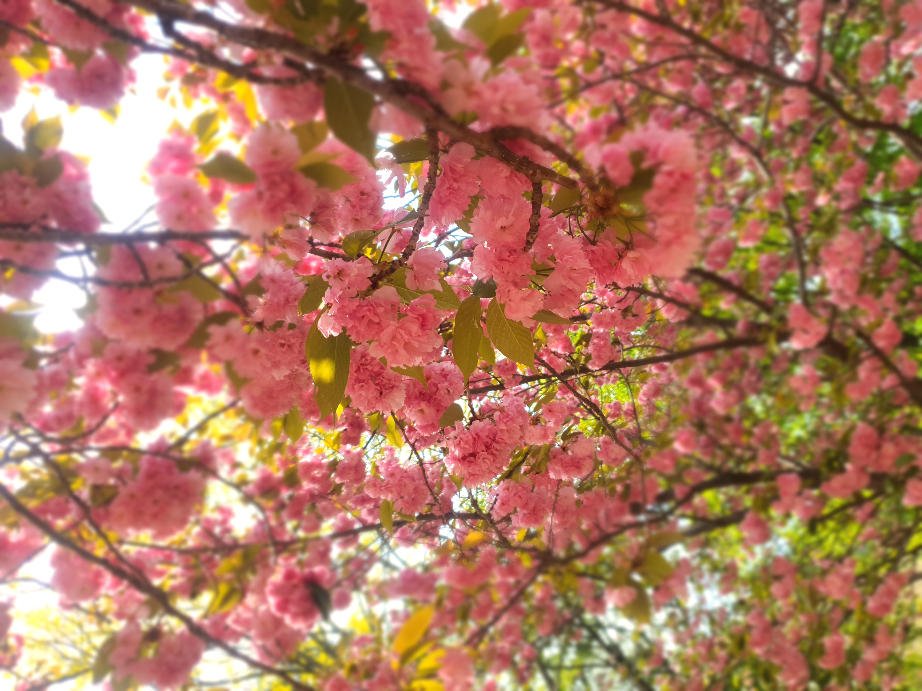 서산 문수사 겹벚꽃 명소(2024년 4월 23일)