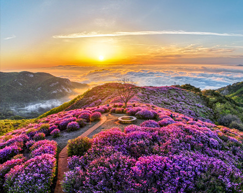 황매산 철쭉