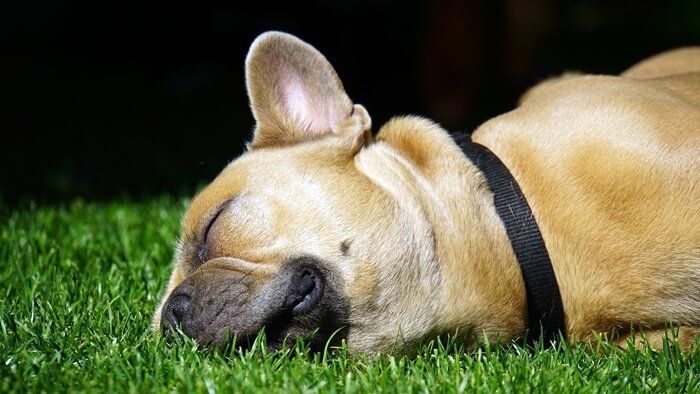 잔디밭에서 강아지가 얼굴을 대고 잠자고 있다.